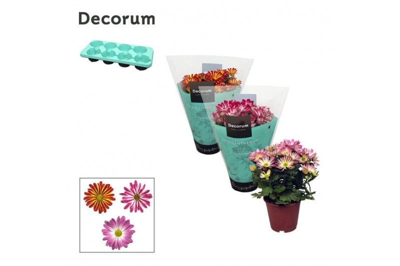Chrysanthemum ind. tweekleurige mix decorum 