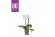 Phalaenopsis multiflora wit 2 tak 