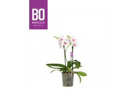 Phalaenopsis multiflora wit 2 tak