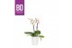 Phalaenopsis multiflora wit BO Flora P12 White Blush 2 Spike in Zoë 