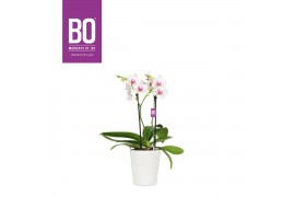 Phalaenopsis multiflora wit BO Flora P12 White Blush 2 Spike in Zoë