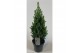 Picea glauca perfecta patent 