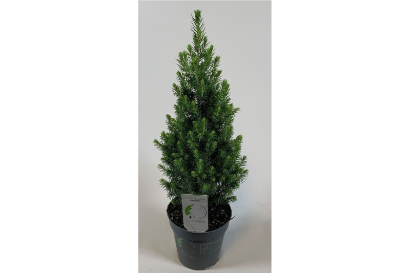 Picea glauca perfecta patent 