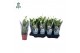 Spathiphyllum pearl cupido 2+ lange 