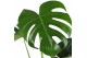 Monstera deliciosa 