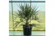 Palmen Butia capitata 1 pp 
