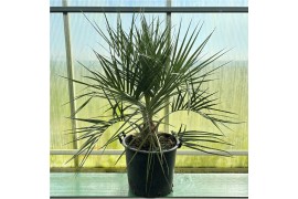 Palmen Butia capitata 1 pp
