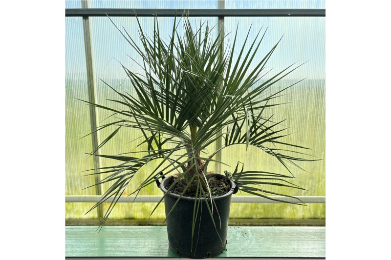 Palmen Butia capitata 1 pp 