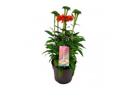 Echinacea sunseekers mineola