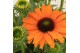 Echinacea sunseekers mineola 