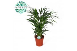Dypsis lutescens
