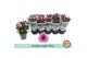 Chrysanthemum ind. dynamic Double Light Pink 
