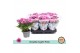 Chrysanthemum ind. dynamic Double Light Pink 