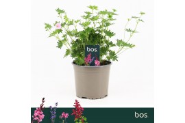 Geranium sanguineum Vision Pink