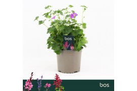 Geranium sanguineum Vision Violet
