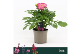Dahlia (miscellaneous grp) dalina maxi bon Dalina Maxi, Pink Blast
