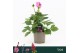 Dahlia dalina maxi salinas Dalina Maxi, Salinas 