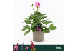 Dahlia dalina maxi salinas Dalina Maxi, Salinas