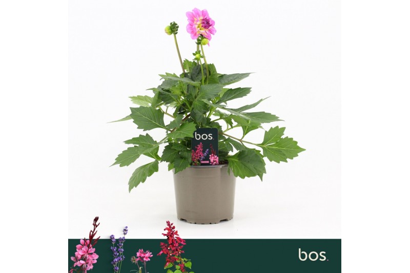 Dahlia dalina maxi salinas Dalina Maxi, Salinas Dahlia dalina maxi salinas Dalina Maxi, Salinas