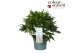 Delphinium (elatum grp) delgenius shelby Delphinium Delgenius Shelby P 