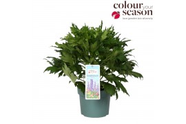 Delphinium (elatum grp) delgenius shelby Delphinium Delgenius Shelby P