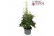 Delphinium (elatum grp) delgenius shelby Delphinium Delgenius Shelby P 