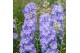 Delphinium (elatum grp) delgenius shelby Delphinium Delgenius Shelby P 