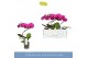 Phalaenopsis paars 1 tak 