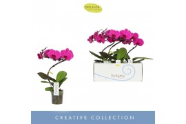 Phalaenopsis paars 1 tak