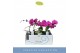 Phalaenopsis paars 1 tak 
