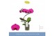 Phalaenopsis paars 1 tak 