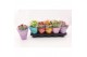 Kalanchoe rosalina le chic vip mix 