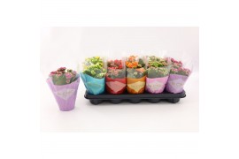 Kalanchoe rosalina le chic vip mix