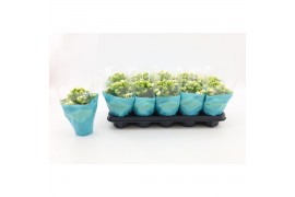 Kalanchoe calandiva whites Kalanchoe Double, Le Chic White 1 pp