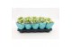 Kalanchoe calandiva whites Kalanchoe Double, Le Chic White 1 pp 