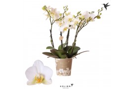 Phalaenopsis multiflora anthura lausanne Kolibri Orchids Blossom 4 tak