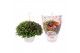 Chrysanthemum ind. skyfall mix carnaval hangpot 