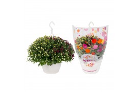 Chrysanthemum ind. skyfall mix carnaval hangpot