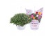 Chrysanthemum ind. skyfall mix carnaval hangpot 