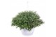 Chrysanthemum ind. skyfall mix carnaval hangpot 