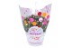 Chrysanthemum ind. skyfall mix carnaval hangpot 