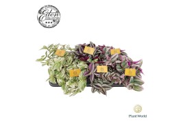Tradescantia mix Tradescantia gemengd 12cm 10 - 14  cm