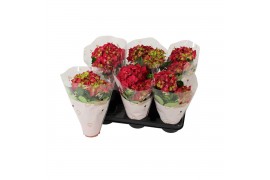 Hydrangea macr. hi fire Rood 2-3 Bloem