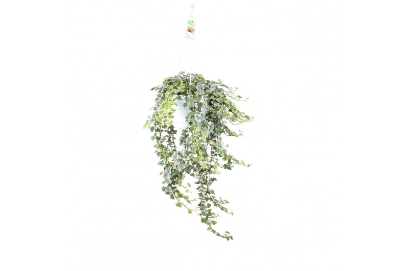 Hedera helix white wonder 20pp - 80-90cm Rank - Hangpot XXL Hedera helix white wonder 20pp - 80-90cm Rank - Hangpot XXL