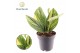 Pinnatum Marble Variegata Epipremnum Marble Planet variegata 2 pp 
