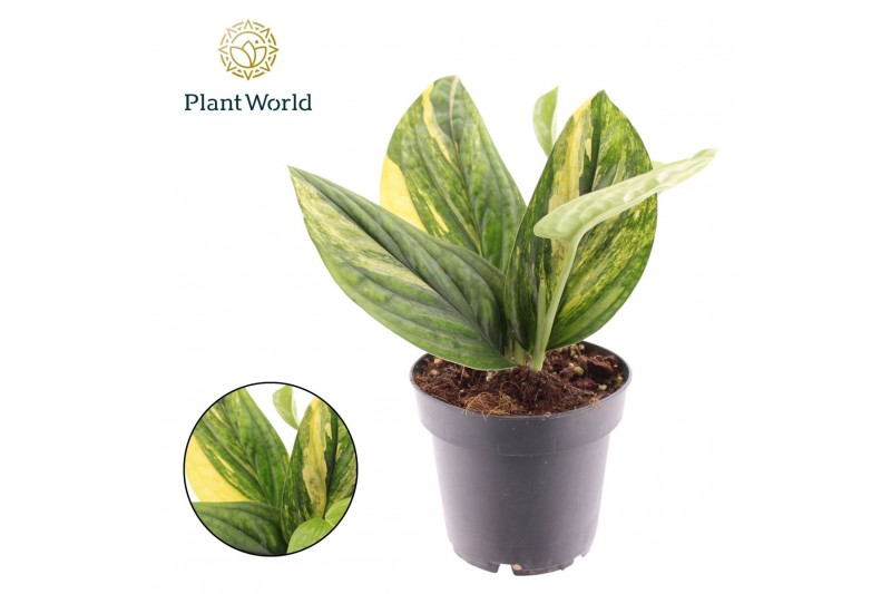 Pinnatum Marble Variegata Epipremnum Marble Planet variegata 2 pp Pinnatum Marble Variegata Epipremnum Marble Planet variegata 2 pp
