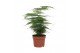 Asparagus setaceus 