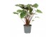 Homalomena rubescens maggy Homalomena Rubescens Maggy 19cm 