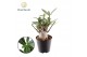 Adenium obesum 