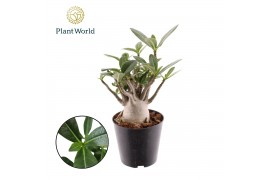 Adenium obesum